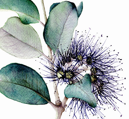 Banksia - Printable Greeting Card