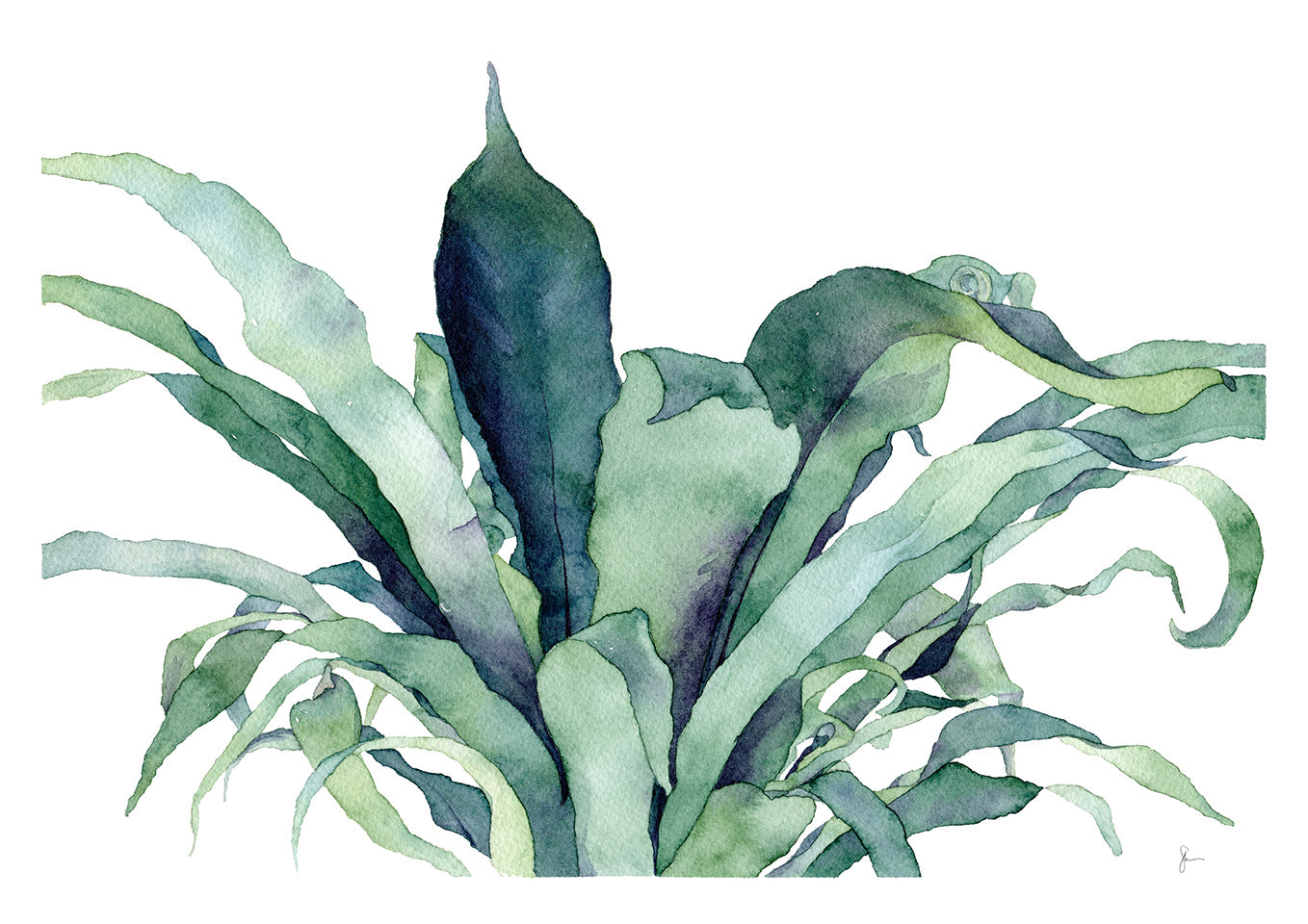 Bird's Nest Fern - Print