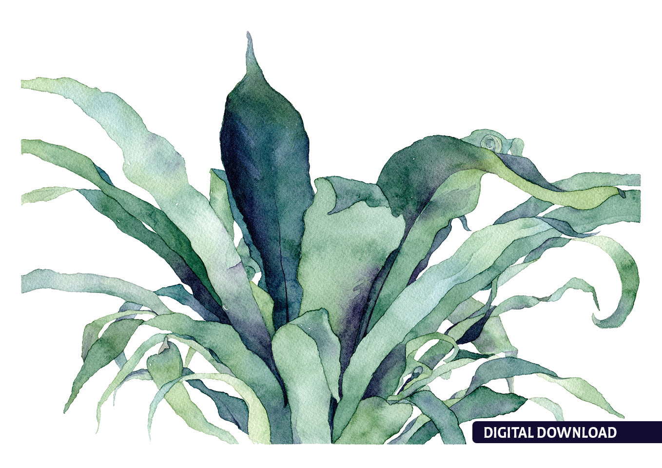 Bird's Nest Fern - Printable Art