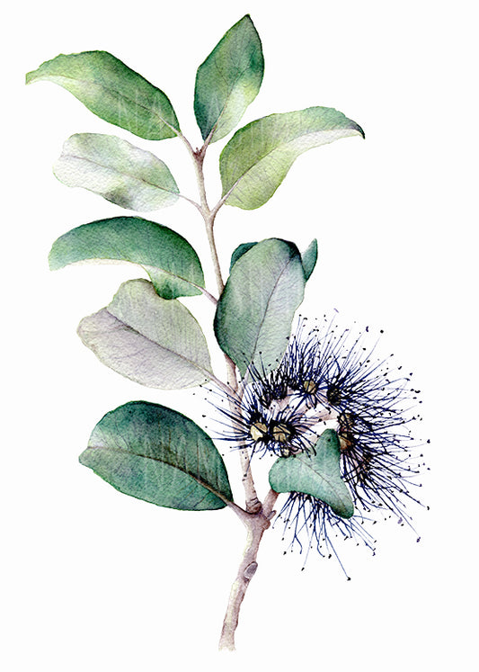 Banksia - Original Artwork
