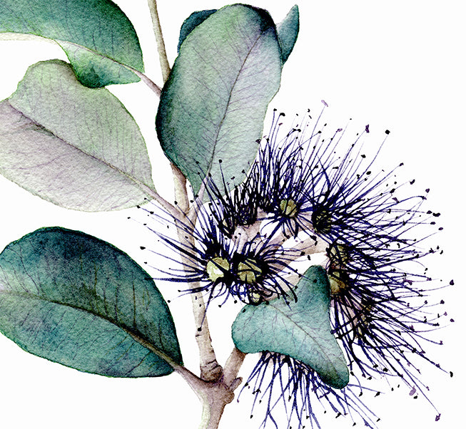 Banksia - Greeting Card