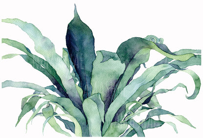 Bird's Nest Fern - Original Artwork