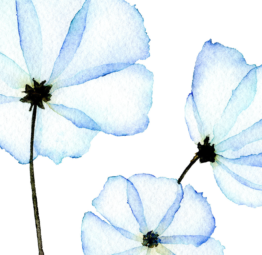 Cosmos - Greeting Card