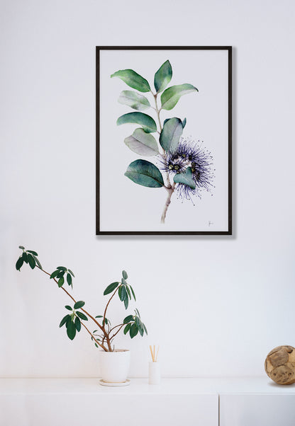 Banksia - Print